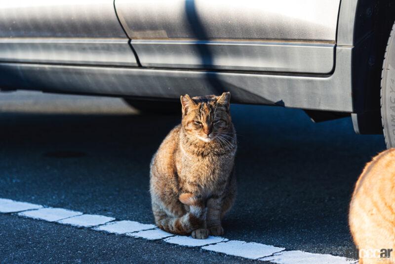 「運転前には「#猫バンバン」！ 猫の命とクルマを守ろう【2月22日は猫の日】」の2枚目の画像