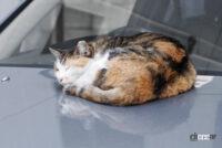 運転前には「#猫バンバン」！ 猫の命とクルマを守ろう【2月22日は猫の日】 - NEKO_BANBAN007
