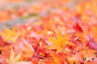 秋のドライブは要注意！ 落ち葉のスリップと落石のパンクトラブルが起きやすい - 落ち葉