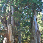 高知の『道の駅 大杉』と近くにある日本一の大杉【車中泊女子の全国縦断記】 - 杉の大杉