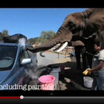 【動画】象の洗車でサファリパークの楽しさ倍増！ - 象の洗車