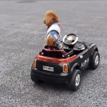 「【動画】銀座を犬がドライブ？」の1枚目の画像ギャラリーへのリンク