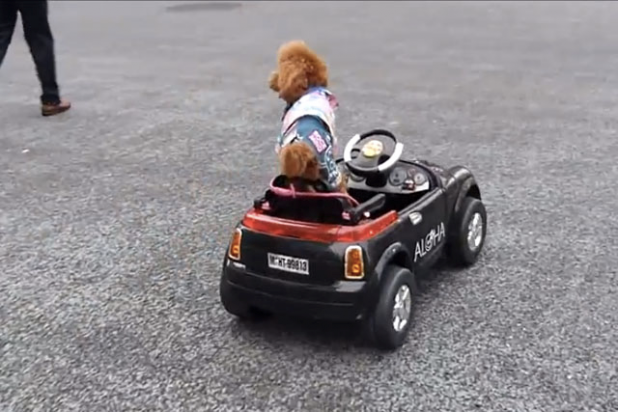 「【動画】銀座を犬がドライブ？」の1枚目の画像