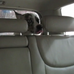 「真夏のホラー劇場…か!?」洗車機初体験で驚く犬の表情がヤバイ【動画】 - carwash&dog_1
