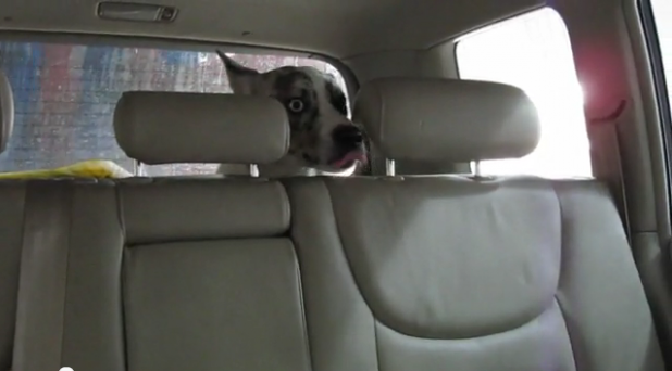 「「真夏のホラー劇場…か!?」洗車機初体験で驚く犬の表情がヤバイ【動画】」の1枚目の画像