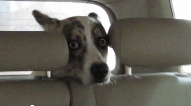 「「真夏のホラー劇場…か!?」洗車機初体験で驚く犬の表情がヤバイ【動画】」の2枚目の画像