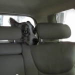 「真夏のホラー劇場…か!?」洗車機初体験で驚く犬の表情がヤバイ【動画】 - carwash&dog_3