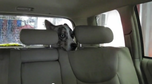 「「真夏のホラー劇場…か!?」洗車機初体験で驚く犬の表情がヤバイ【動画】」の3枚目の画像