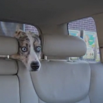 「「真夏のホラー劇場…か!?」洗車機初体験で驚く犬の表情がヤバイ【動画】」の6枚目の画像ギャラリーへのリンク
