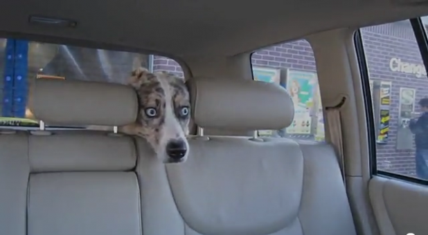 「「真夏のホラー劇場…か!?」洗車機初体験で驚く犬の表情がヤバイ【動画】」の6枚目の画像