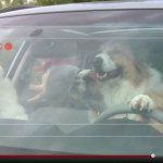 「【動画】アメリカ・スバルのCMが可愛すぎる！Dogシリーズ番外編【Dog tested. Dog approved.】」の1枚目の画像ギャラリーへのリンク