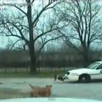 「俺たちは権力者の犬ではない！」パトカーに立ち向かう犬たちの激しすぎる映像【動画】 - dog vs Police1