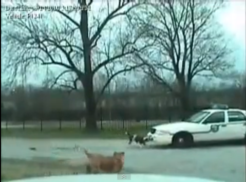「「俺たちは権力者の犬ではない！」パトカーに立ち向かう犬たちの激しすぎる映像【動画】」の1枚目の画像