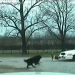 「俺たちは権力者の犬ではない！」パトカーに立ち向かう犬たちの激しすぎる映像【動画】 - dog vs Police2