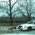 「俺たちは権力者の犬ではない！」パトカーに立ち向かう犬たちの激しすぎる映像【動画】 - dog vs Police3