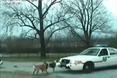 俺たちは権力者の犬ではない パトカーに立ち向かう犬たちの激しすぎる映像 動画 Clicccar Com