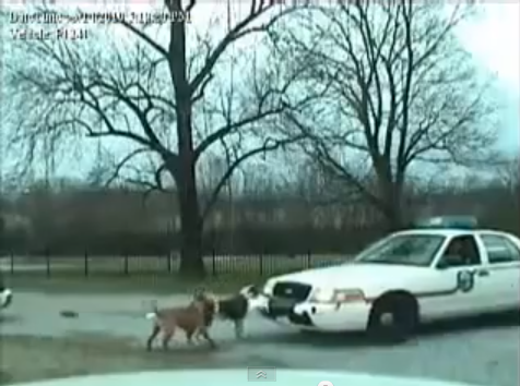 Dog Vs Police1 画像 俺たちは権力者の犬ではない パトカーに立ち向かう犬たちの激しすぎる映像 動画 Clicccar Com