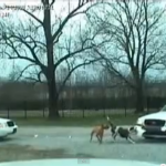 「俺たちは権力者の犬ではない！」パトカーに立ち向かう犬たちの激しすぎる映像【動画】 - dog vs Police4