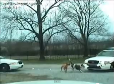 「「俺たちは権力者の犬ではない！」パトカーに立ち向かう犬たちの激しすぎる映像【動画】」の4枚目の画像