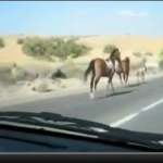【動画】馬vsクルマの衝撃的な動画！ - 馬ｖｓクルマ