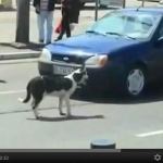 【動画】もしも、ナンバープレートが大好きな犬がいたら・・・スゲー迷惑!! - 自動車と犬