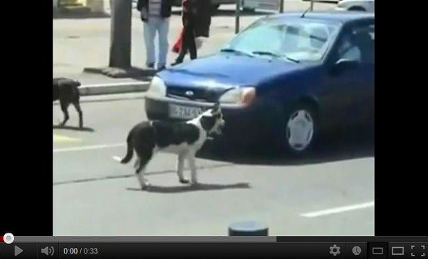 「【動画】もしも、ナンバープレートが大好きな犬がいたら・・・スゲー迷惑!!」の1枚目の画像