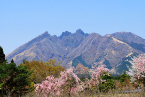 根子岳と桜