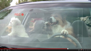 動画 アメリカ スバルのcmが可愛すぎる Dogシリーズ番外編 Dog Tested Dog Approved Clicccar Com